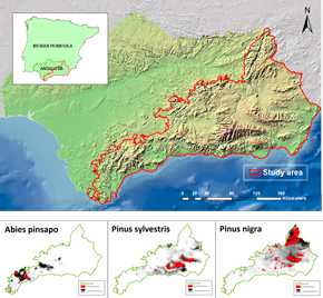 Mapa digital de la distribución de pino albar, pino salgareño y pinsapo