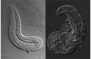El nematodo modelo de enfermedad sufre de problemas graves de desarrollo: Izquierda, nematodo juvenil normal, derecha, nematodo juvenil modelo de galactosemia tipo III. Nótese el engrosamiento que sufre este último como consecuencia de un desarrollo embrionario anormal.