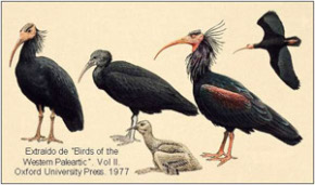 Ibis eremita (`Geronticus eremita´)