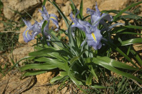 Juno planifolia