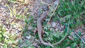 PROPORCIÓN. Es una lagartija fácilmente identificable, a primera vista, por tener la cola muy desarrollada. Los adultos alcanzan hasta 7,5 cm de longitud (cabeza-cuerpo). /S.REGUERA