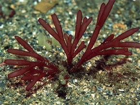 Las algas rojas acumulan contaminantes radiactivos. / EOL