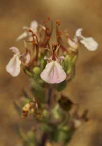 Detalle de la flor de 'Teucrium bracteatum'