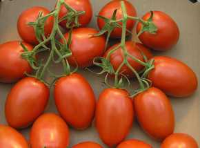 Variedad de tomate Roma.