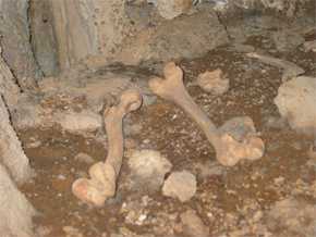 Visión del suelo de la cueva con dos fémures humanos.