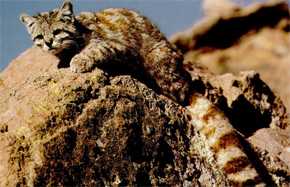 El gato andino (Leopardus jacobita) es uno de los felinos más amenazados del mundo. / Wikipedia