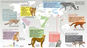 Distribución de algunos de los felinos más amenazados del mundo y de los que menos investigación, información y medidas de conservación hay, salvo en el caso del lince ibérico. / José Antonio Peñas-Sinc