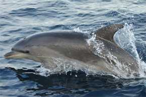 El delfín mular, en la posición más elevada, es el que tiene mayores concentraciones de estos contaminantes. / CIRCE