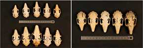 A la izquierda, variabilidad en tamaño corporal en las especies invasoras ‘Oryctolagus cuniculus’ (conejo europeo, fila de arriba) y Lepus europaeus (liebre europea, fila de abajo). A la derecha, variabilidad en tamaño corporal del conejo ‘Oryctolagus cuniculus’. /HÉCTOR GARRIDO/ CSIC