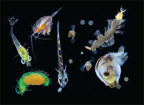 Plancton del Océano Pacífico cogido con una red de malla de 0,1 mm. Aquí se ve una mezcla de organismos multicelulares, pequeños animales zooplanctónicos, larvas y protistas unicelulares. / Christian Sardet/ CNRS / Tara Expéditions