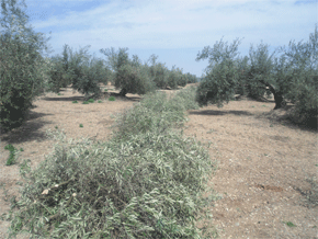 Los restos de la poda del olivo son habitualmente quemados en el campo. Copyright: Eulogio Castro UJA