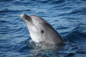 El estudio ha permitido muestrear a 26 individuos de cinco especies diferentes de delfines del mar de Alborán. / CIRCE