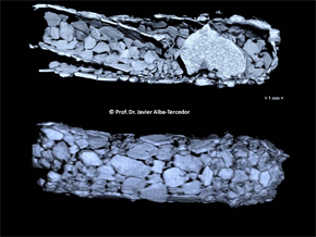 En la especie Anitellaamelia, un insecto acuático del orden tricópteros, se observó que la larvas antes de encerrarse para realizar la metamorfosis construyen un canutillo dentro de otro, lo que desequilibra el peso de ambas mitades, y para equilibrarlo añaden granos de substrato (que a grandes aumentos se observan como si fueran grandes rocas). En la imagen inferior se observa el aspecto externo de un canutillo construido con granos del substrato en que la larva protege su delicado cuerpo. En la imagen de arriba se observa el mismo canutillo seccionado longitudinalmente mediantes técnicas microtomográficas poniendo en evidencia la duplicidad y la piedrecita introducida para compensar el peso. 