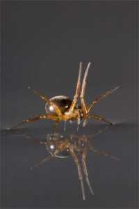 Fotografías de arañas en el agua (FOTOS: Alexander Hyde)