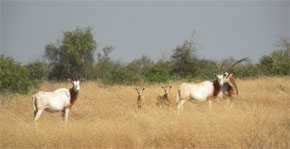 Oryx de cuernos de cimitarra en la reserva Fauna de Ferlo Norte (Senegal). Autora: Teresa Abáigar/CSIC.