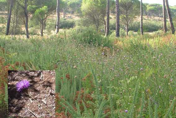 Pradera de 'Cheirolophus uliginosus', junto con otras especies, en el Parque Nacional de Doñana. Abajo a la izquierda, detalle de la flor de 'Cheirolophus uliginosus'. / URJC