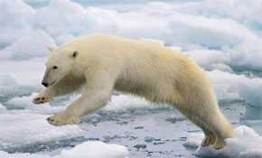 El oso polar es una de las especies más amenazadas. / Wikipedia