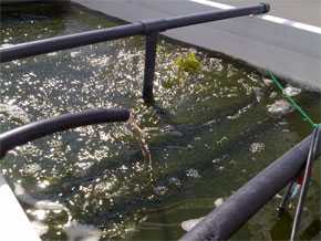 El concentrado de purines se añade al agua de cultivo.
