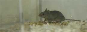 Ratón moruno ('Mus spretus')