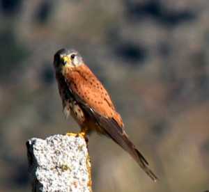 Imagen de un cernícalo vulgar, 'Falco tinnunculus' / MNCN