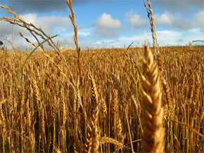 Campo de trigo, uno de los cereales que provoca celiaquía (FOTO: Valentina Estay Reyes. FLICKR).