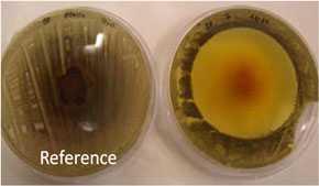 Bioplástico sin biocida (i) y con el antimicrobiano (d)