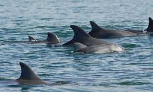 Hembras de delfín mular nadando junto a sus crías. / Holly Raudino (MUCRU)