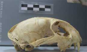 Cráneo de Prionailurus bengalensis hallado en el norte de China, que demuestra que el gato leopardo fue el primero en ser domesticado en esta región. / J.-D. Vigne (CNRS/MNHN)