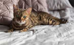 El gato de Bengala tiene un pelaje único que recuerda al de un felino salvaje. / Wikipedia
