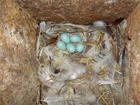 Los estorninos mezclan plumas y plantas para construir sus nidos