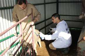 Científicos de la Facultad de Veterinaria de la Universidad de Córdoba identifican una oveja en la que observan la patogenia del gusano Fasciola hepatica. Foto: José Pérez Arévalo