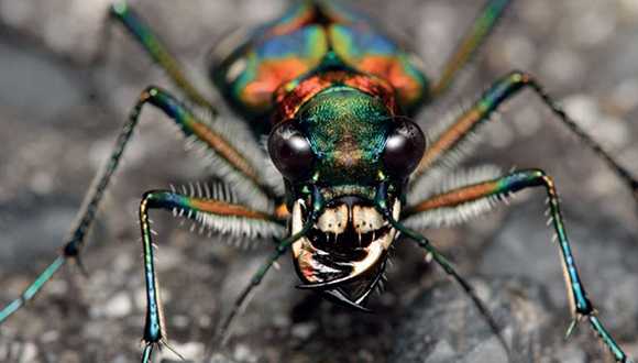 El escarabajo tigre ('Cicindela japonica') habita en el suelo. Fuente: Global Soil Biodiversity Atlas
