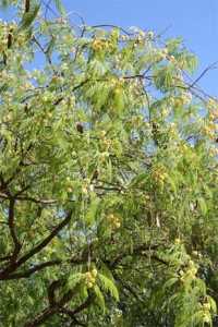 Acacia visco, floración. Parque Amate Sevilla, mayo de 2015