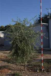 Imagen Chiquitita. Variedad de olivo chiquitita, cruce de picual y arbequina.
