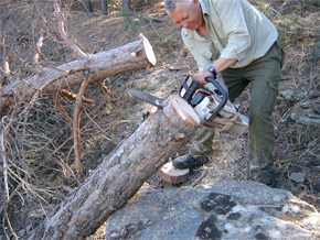 Un investigador realiza un corte en un pino de la sierra de los Filabres para medir, por medio de técnicas de dendrocronología, los efectos de la sequia en el ejemplar