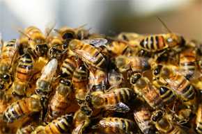 Las abejas resultan vitales para mantener el ecosistema al favorecer la polinización