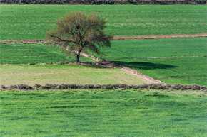 Praderas, sabanas y montes bajos son las áreas más afectadas por la pérdida de biodiversidad debido a los usos en el suelo y la agricultura. / Ramon de cal Benido