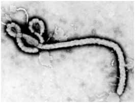 Virus el ébola