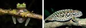 La ranita de cristal 'Hyalinobatrachium bergeri' a la izquierda y un camaleón malgache,' Furcifer lateralis' a la derecha. / Ignacio De la Riva