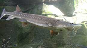 Esturión (Acipenser sp.) en un acuario / Wikipedia