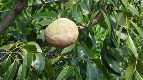 Fruto del mango (vía morguefile.com)
