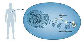 Nuestras células tienen diferentes compartimentos especializados, como los lisosomas. Estos contienen enzimas para la digestión de los contenidos celulares. Un nuevo tipo de vesícula –llamada autofagosoma– se observó dentro de la célula. Los autofagosomas envuelven los contenidos celulares, como proteínas y orgánulos dañados. Finalmente, se fusionan con el lisosoma, donde el contenido se degrada en componentes más pequeños. Este proceso proporciona nutrientes a la célula y permite su renovación. / Nobel Prize