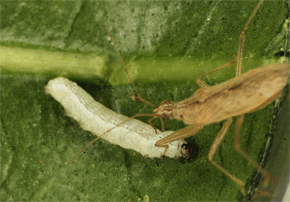 Hembra del insecto depredador ‘Nabis pseudoferus’, utilizado en el control biológico, depredando una larva de la especie plaga rosquilla verde