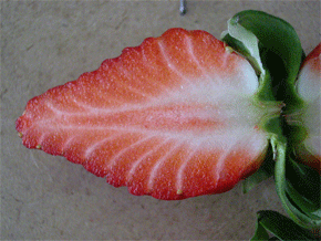 Imagen del fruto de la fresa.