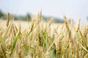El trigo duro es uno de los cultivos típicamente mediterráneos, ya que para su óptima producción y calidad requiere ambientes moderadamente secos y con elevada temperatura y radiación durante el crecimiento de los granos