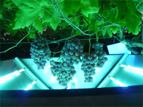Exposición de la uva a los rayos ultravioleta. 