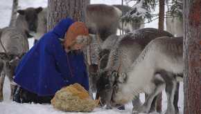 Una mujer sami alimenta sus renos con líquenes. Autora: Ursula Neussel
