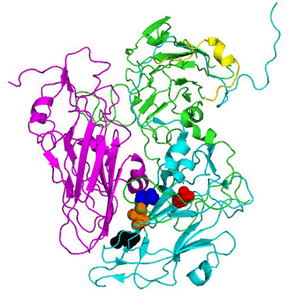 Posición de los aminoácidos (esferas) que alteran la resistencia de la cápsida del virus de la rinitis equina. / UAM