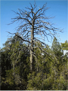 Pino albar (Pinus sylvestris) muerto tras la sequía del año 2012 (Sistema Ibérico, Corbalán, Teruel). Foto: Jesús Julio Camarero.