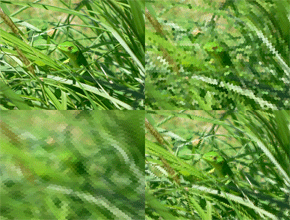 Lagarto (arriba a la izquierda) visto por una abeja a 20 cm (abajo a la izquierda) y una libélula a 40 cm (arriba a la derecha) o a 20 cm (abajo a la derecha).